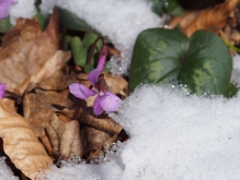 Kleines Alpenveilchen im Schnee