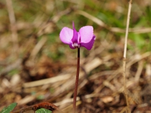 Kleines wildes Alphenveichen 