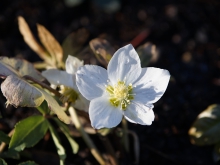 Christrosenblüte Januar 2020