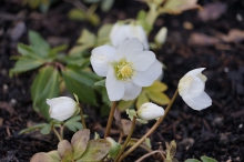 Erste Christrosen