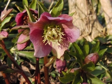 Schöne Christrose