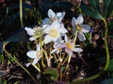 Weiße Christrosen