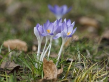 Die Elefenkrokusse sind da