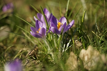 Die Elfenkrokuse  grüßen schon