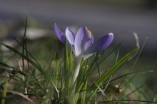 Elfe am Parkweg