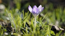 Elfe in der Februarsonne
