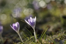 Elfen des Vorfrühlings
