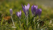 Elfen im Vorfrühling