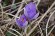 Elfenkrokus duo