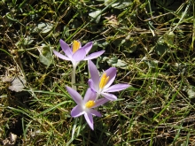Elfenkrokusse 1