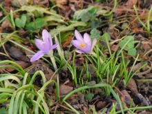 Elfenkrokusse 2
