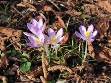 Elfenkrokusse 3