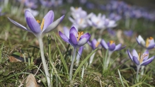 Elfenkrokusse auf Wiese