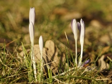 Elfenkrokusse geschloßen