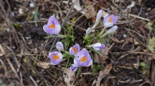 Elfenkrokusse Gruppe 1