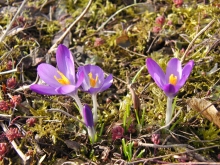 Elfenkrokusse Gruppe 2