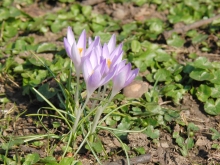 Elfenkrokusse Gruppe 3