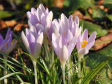 Elfenkrokusse Gruppe 4