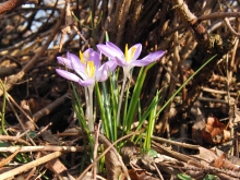 Elfenkrokusse Gruppe 5