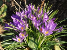 Elfenkrokusse 