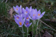 Elfenkrokusse Gruppe 7