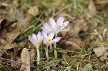 Erste Frühlingsgrüße der Elfenkrokusse