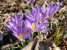 Fliederblaue Krokusgruppe_1