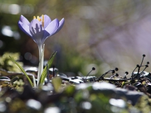 Frühlingserwachen des Elfenkrokus
