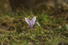 Kleine Elfe