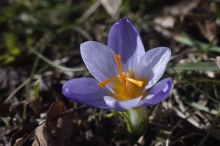 Kleiner Elfenkrokus am Boden