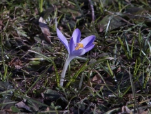 Kleiner Frühlingsbote (Elfenkrokus)