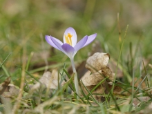Schöner Elfenkrokus