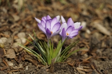 Schöner Frühblüher Elfenkrokusse