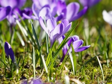 Strahlende Frühlingsboten