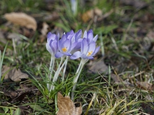 Zarte Elfenkrokusse