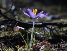 Zarte schönheit im Frühling