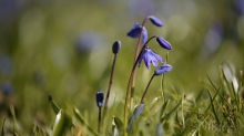 Blaue Frühlingssterne kommen