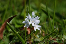 Weißer Blaustern