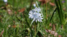 Weißer Blaustern in der Wiese