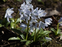 Weißer Blaustern mit Besucher