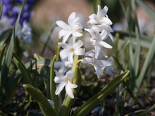 Frühblüher