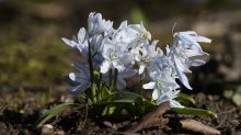 Weiße Blaustern-Gruppe