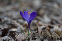 Blau-lila leuchten im Laub