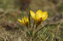 Erstes Frühlingsleuchten