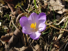 Fliederblauer Krokus 2