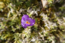 Fliederblauer Krokus 3