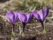 Frühlingsboten-Trio