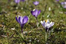 Frühlingsgrüße vom Krokus-Duo