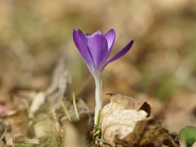 Frühlingsgruß im Laub