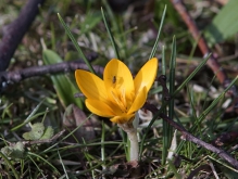 Gelber Krokus mit Besuch